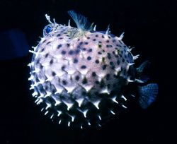A Blowfish goes "wheels up". Night dive. Caribbean. Nikon... by Leigh Chapman 